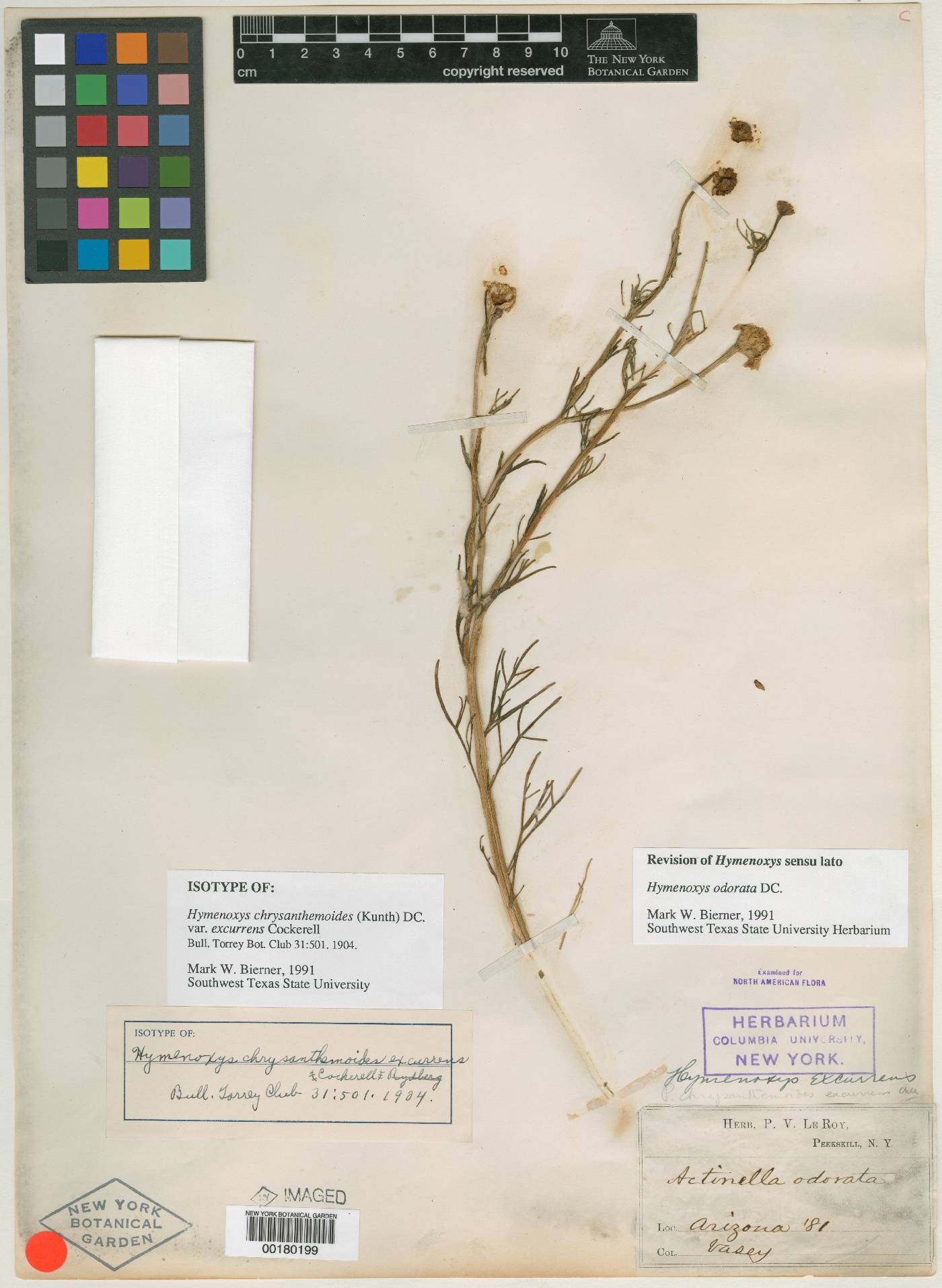 Hymenoxys chrysanthemoides var. excurrens image