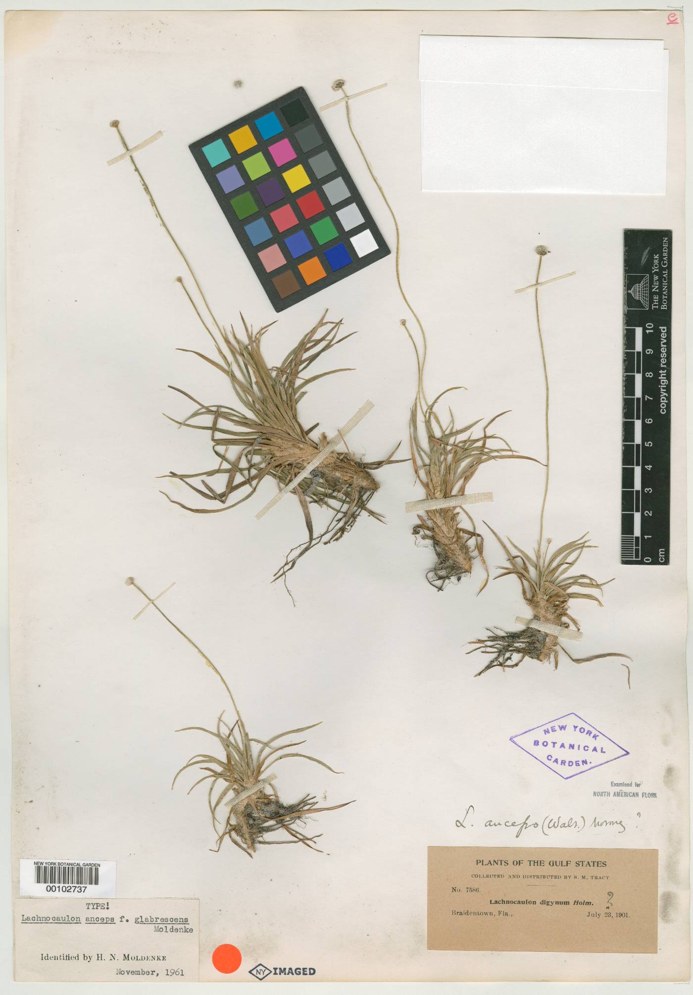 Paepalanthus anceps image