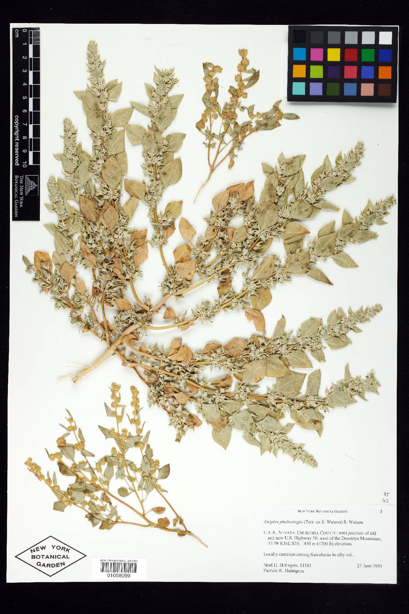 Atriplex phyllostegia image