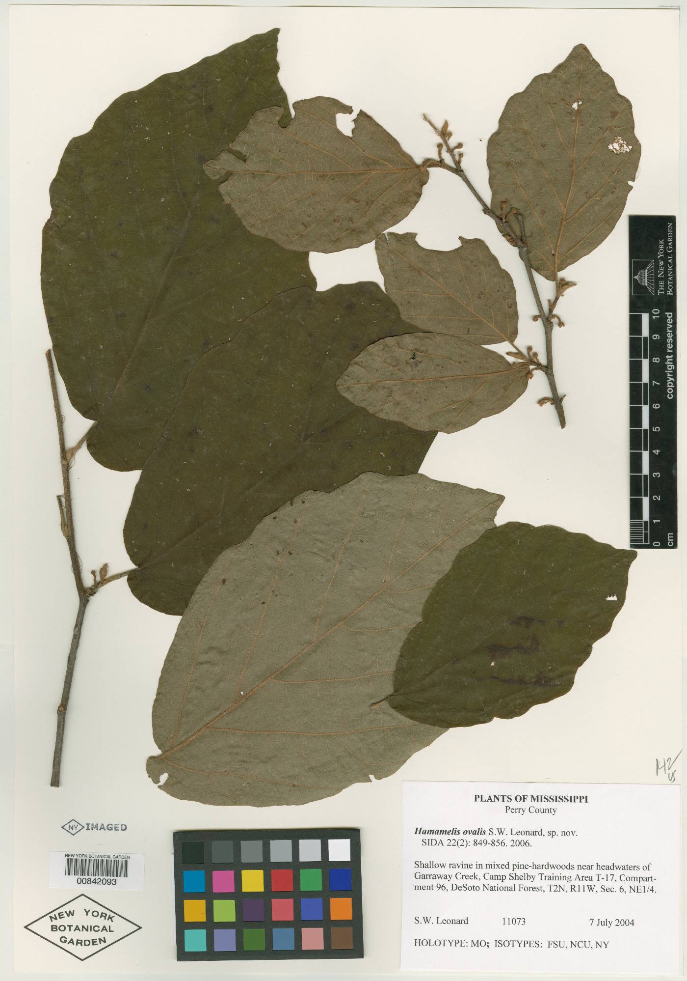 Hamamelis ovalis image