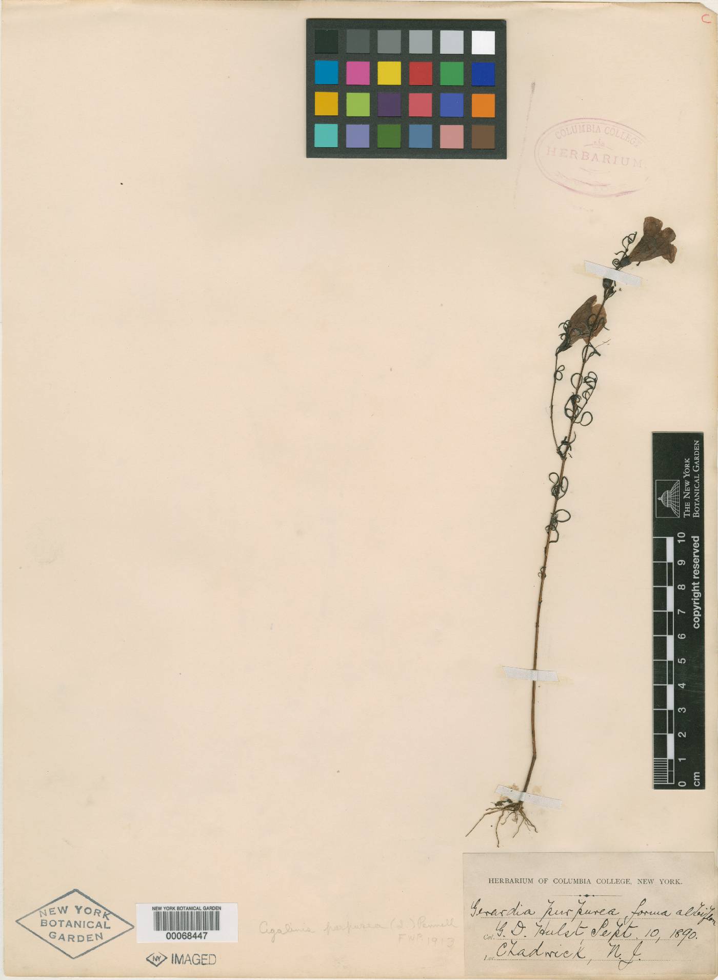 Agalinis purpurea var. parviflora image
