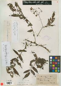 Solanum agrimoniifolium image