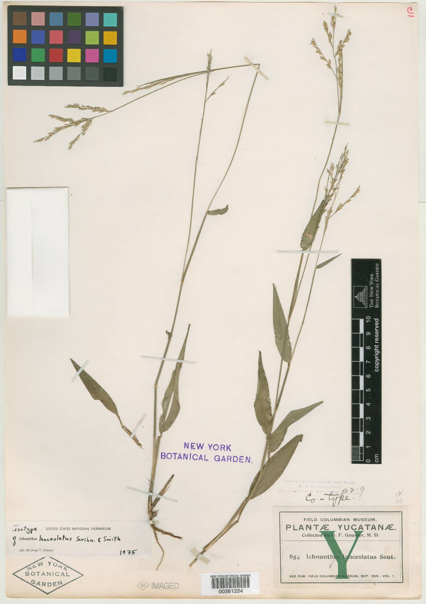 Ichnanthus lanceolatus image
