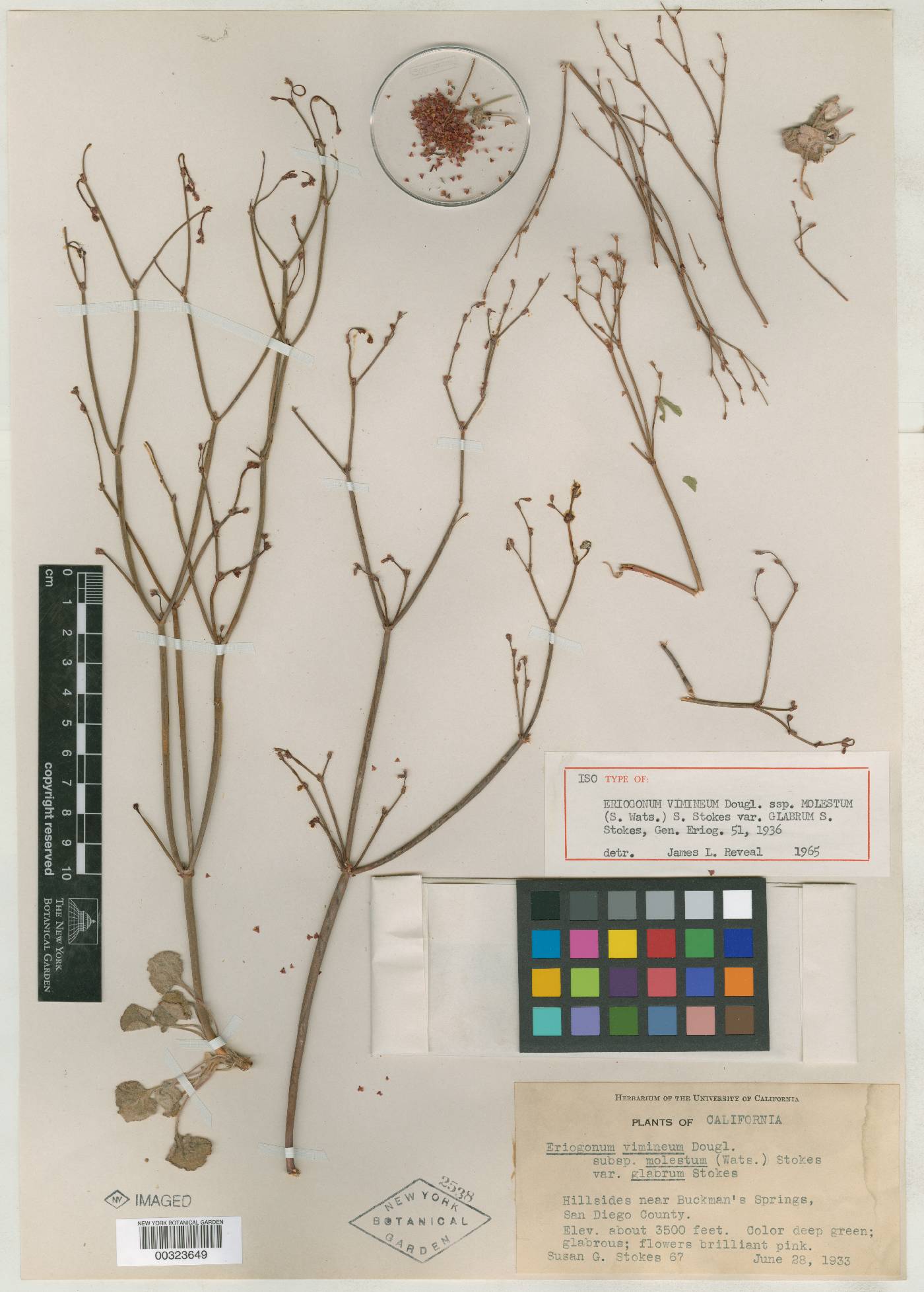 Eriogonum vimineum subsp. molestum image