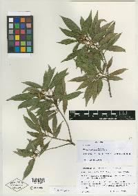 Ficus salicaria image