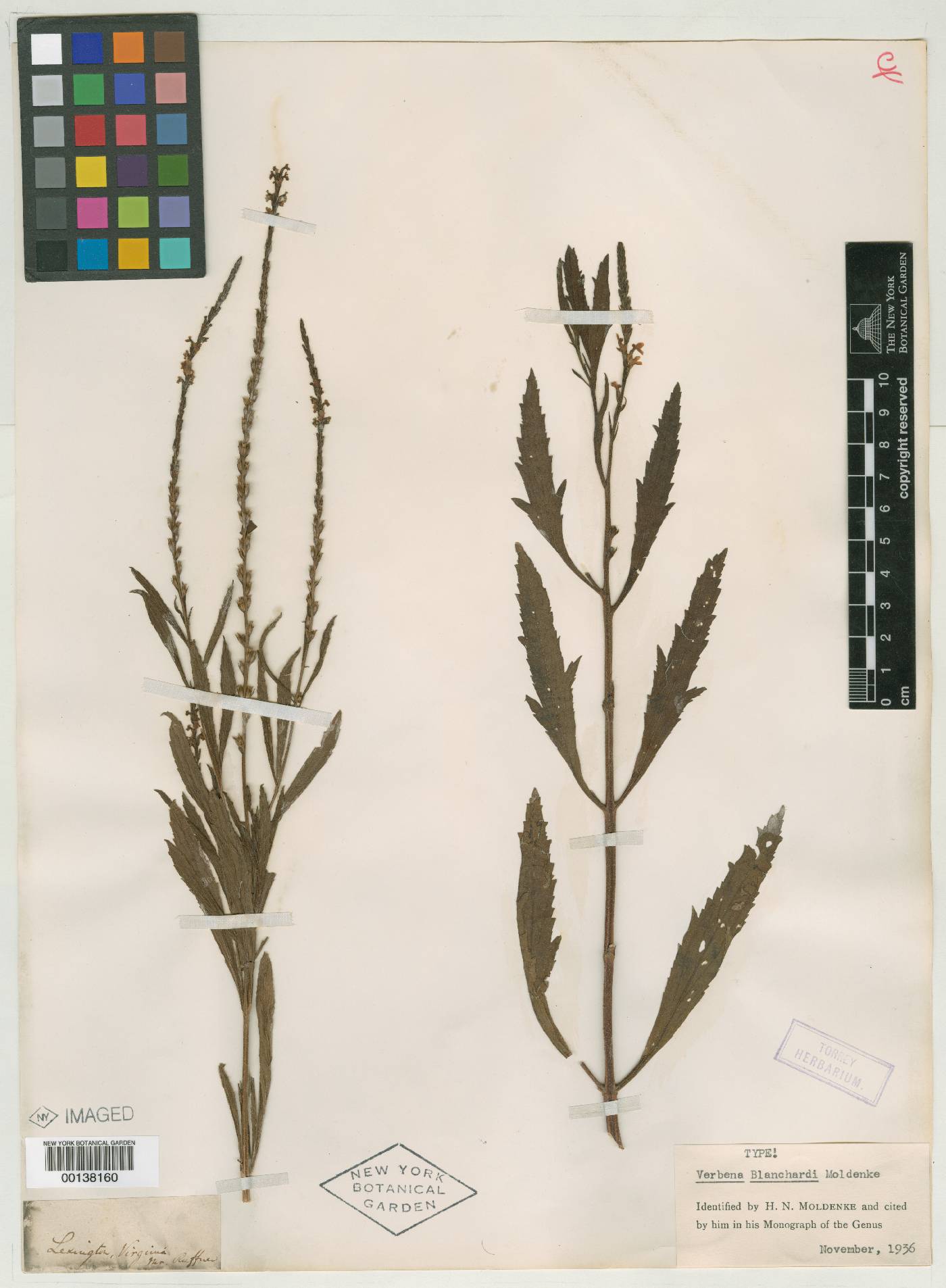 Verbena blanchardi image