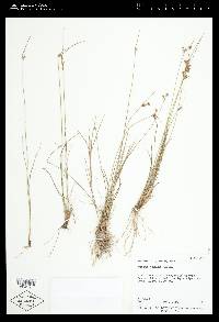 Juncus tenuis var. tenuis image