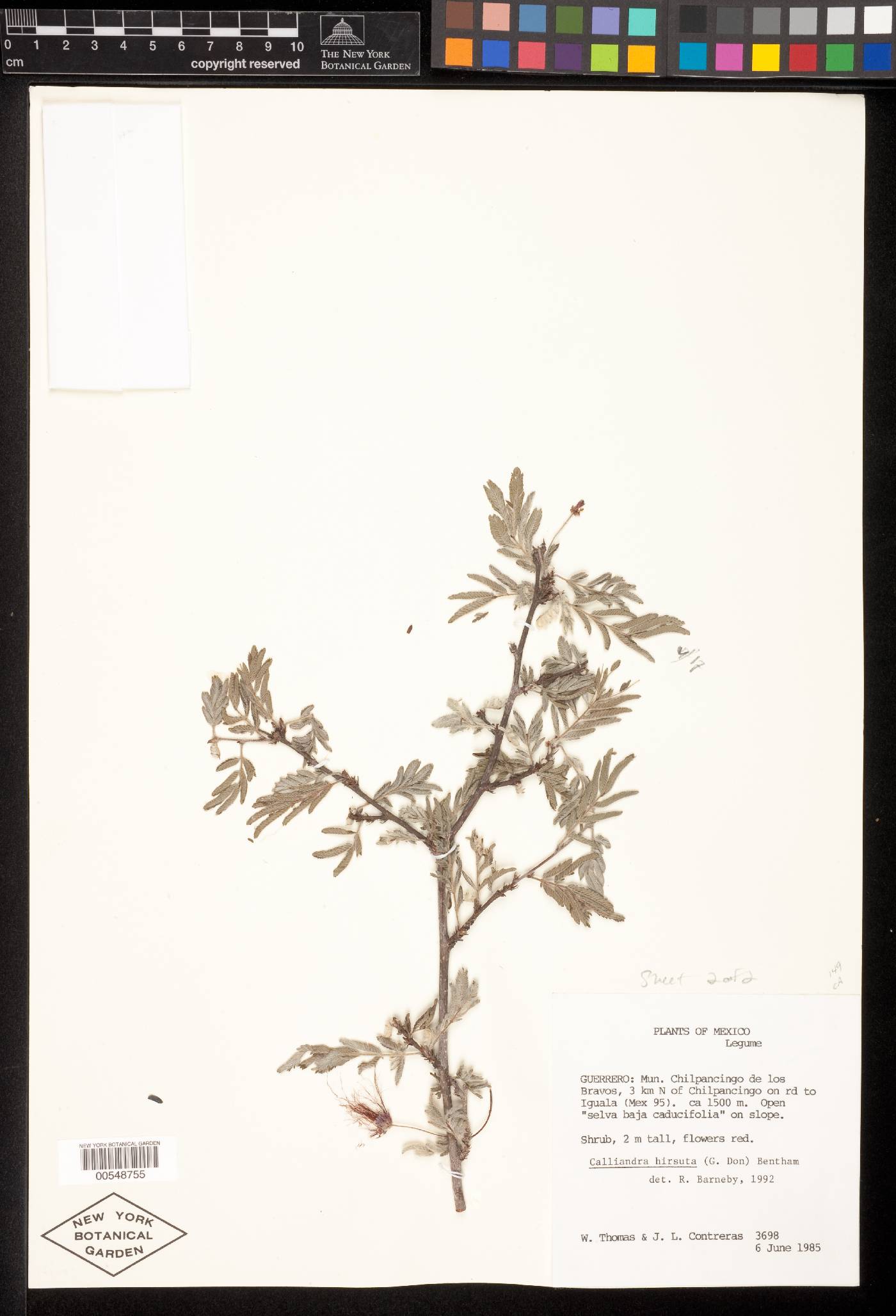 Calliandra hirsuta image