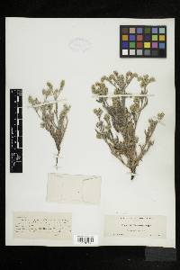 Cryptantha ambigua image