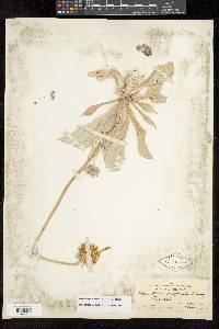 Enceliopsis argophylla image