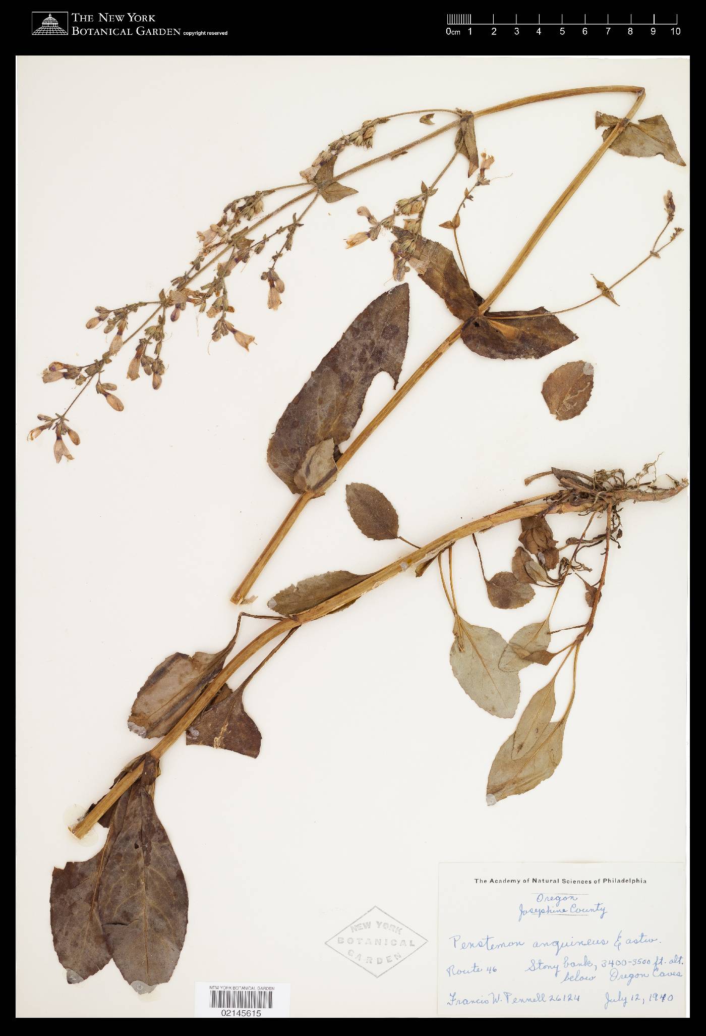 Penstemon anguineus image