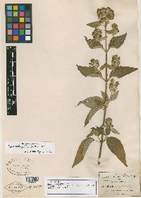 Hyptis oblongifolia image