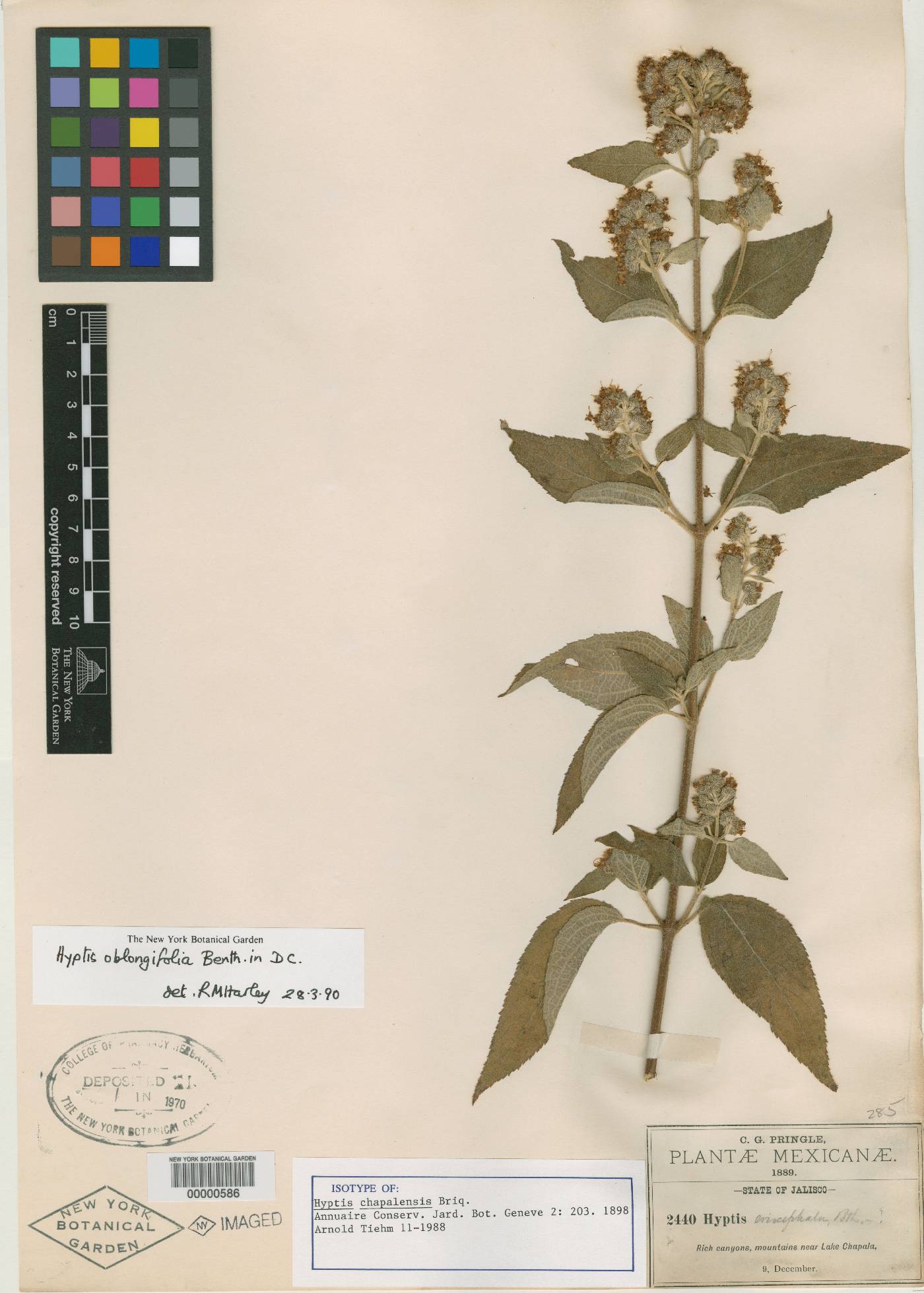 Hyptis oblongifolia image