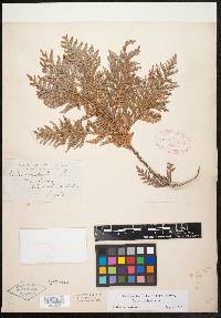 Thuja occidentalis image