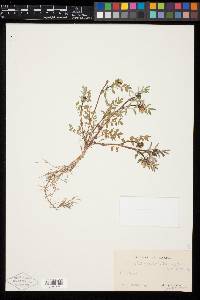 Astragalus robbinsii var. harringtonii image