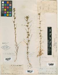 Calycadenia villosa image