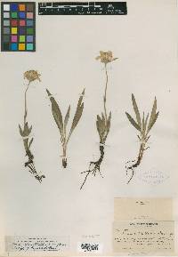 Arnica angustifolia subsp. tomentosa image