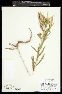 Mentzelia laevicaulis image