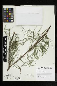 Taxodium distichum var. imbricarium image