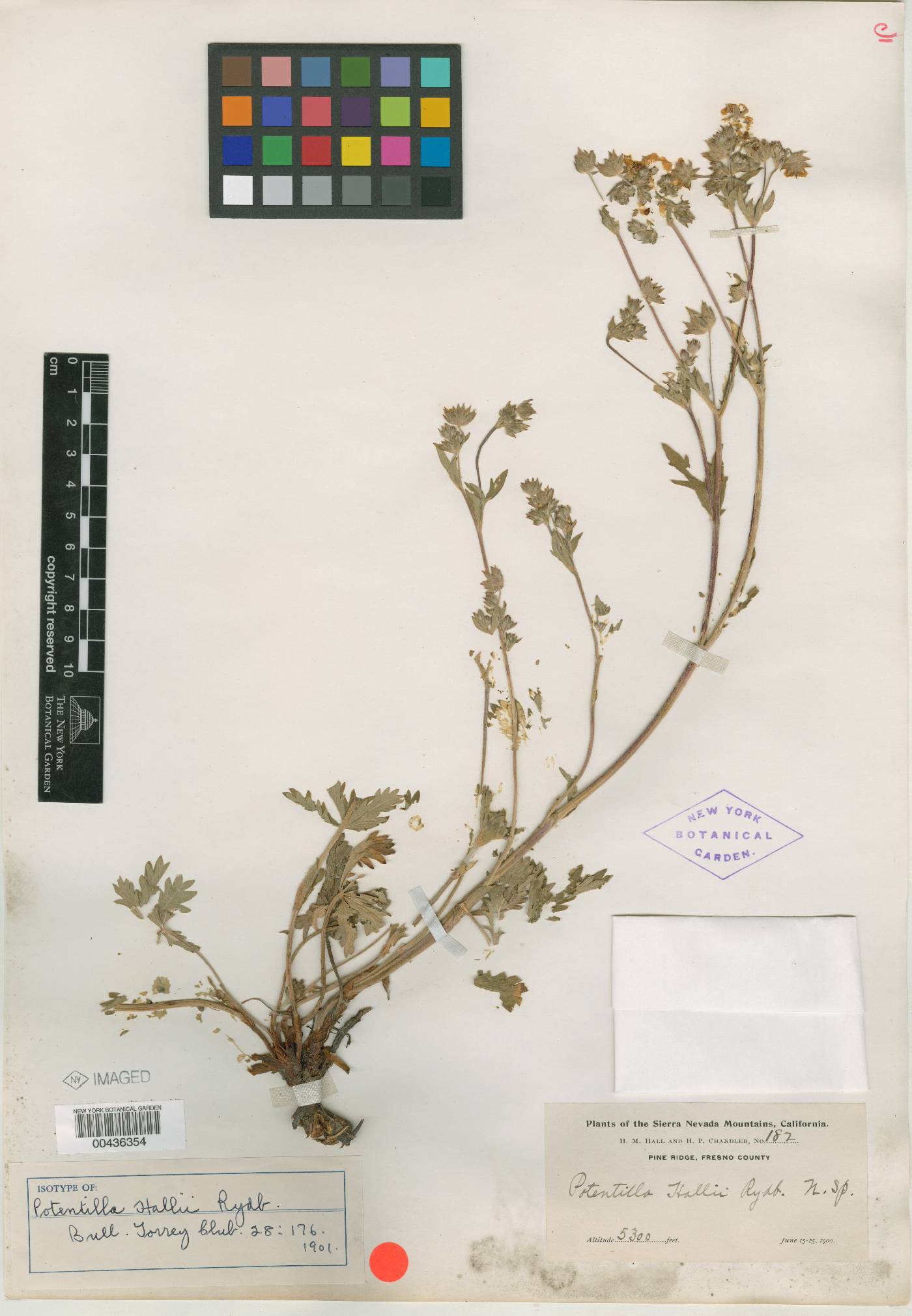 Potentilla hallii image