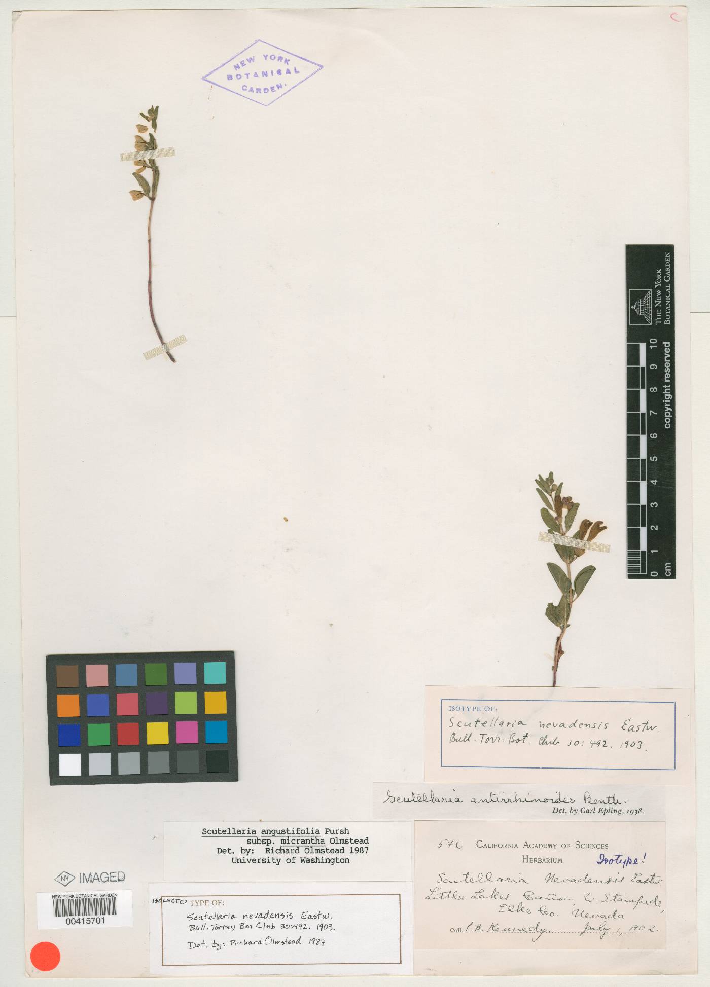 Scutellaria nevadensis image