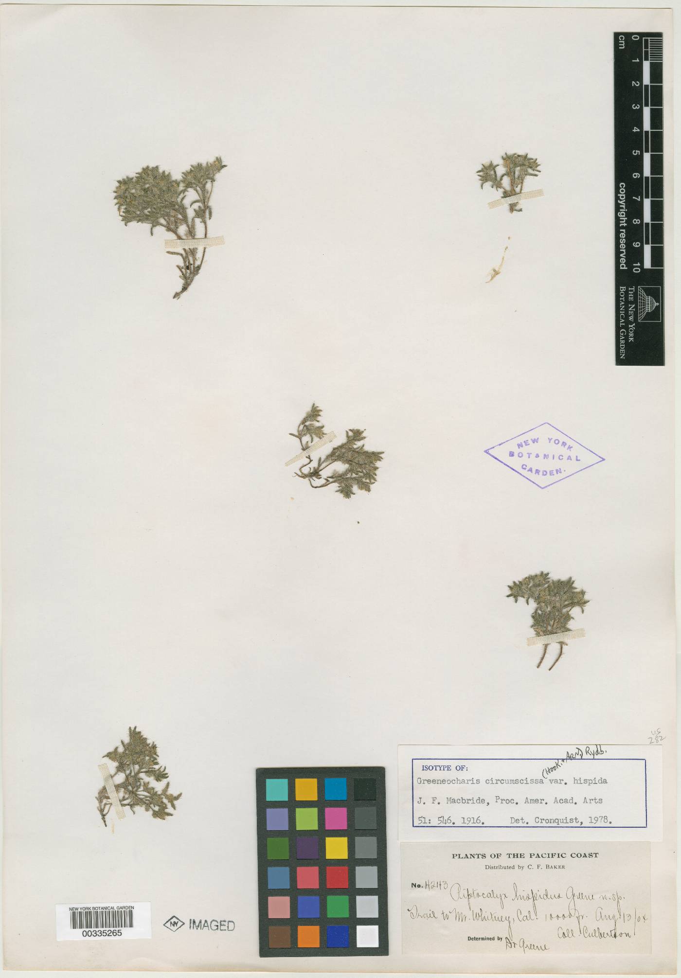 Greeneocharis circumscissa var. hispida image