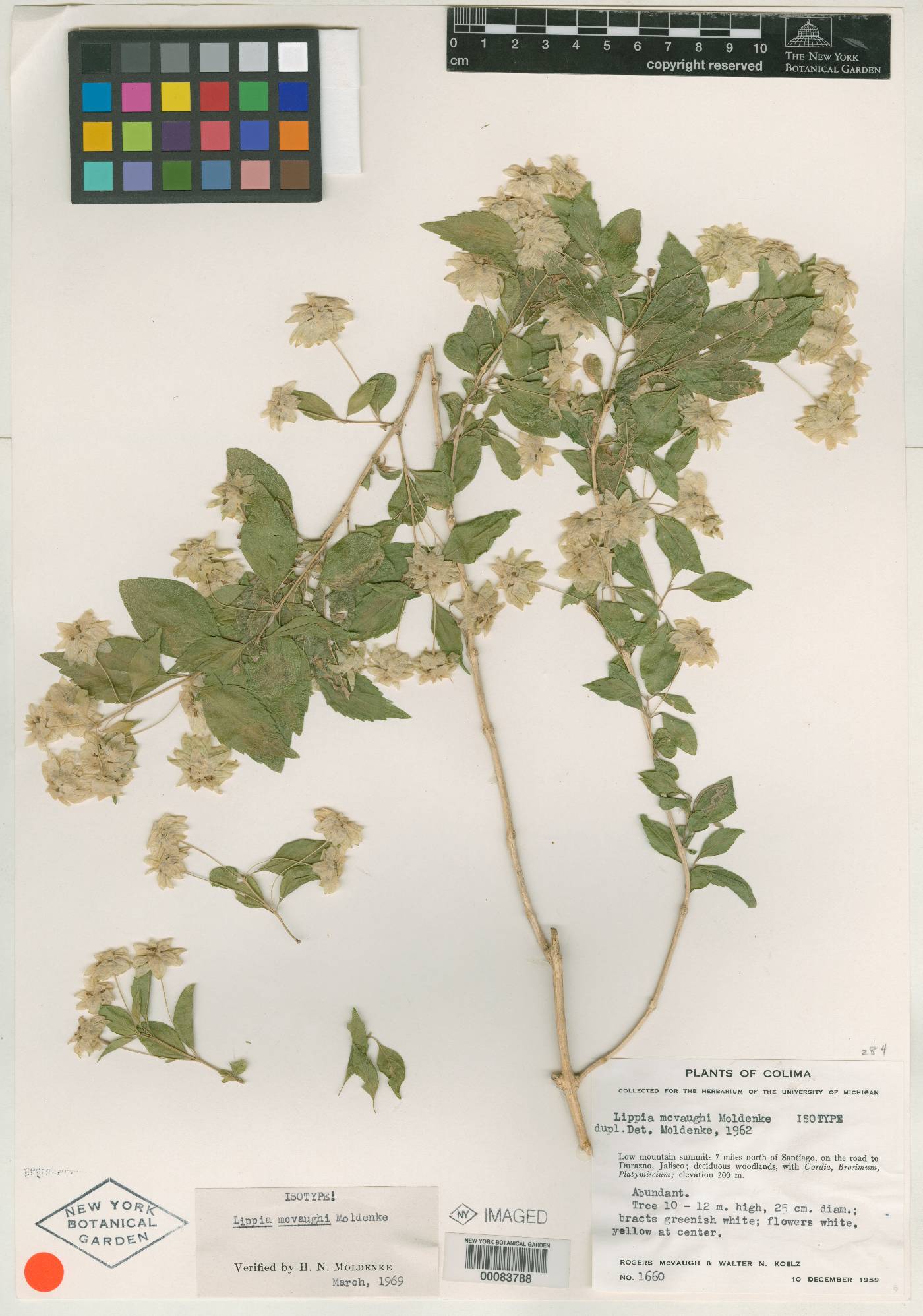 Lippia mcvaughii image