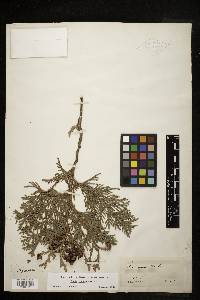 Thuja occidentalis image