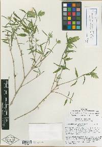 Tetramerium emilyanum image