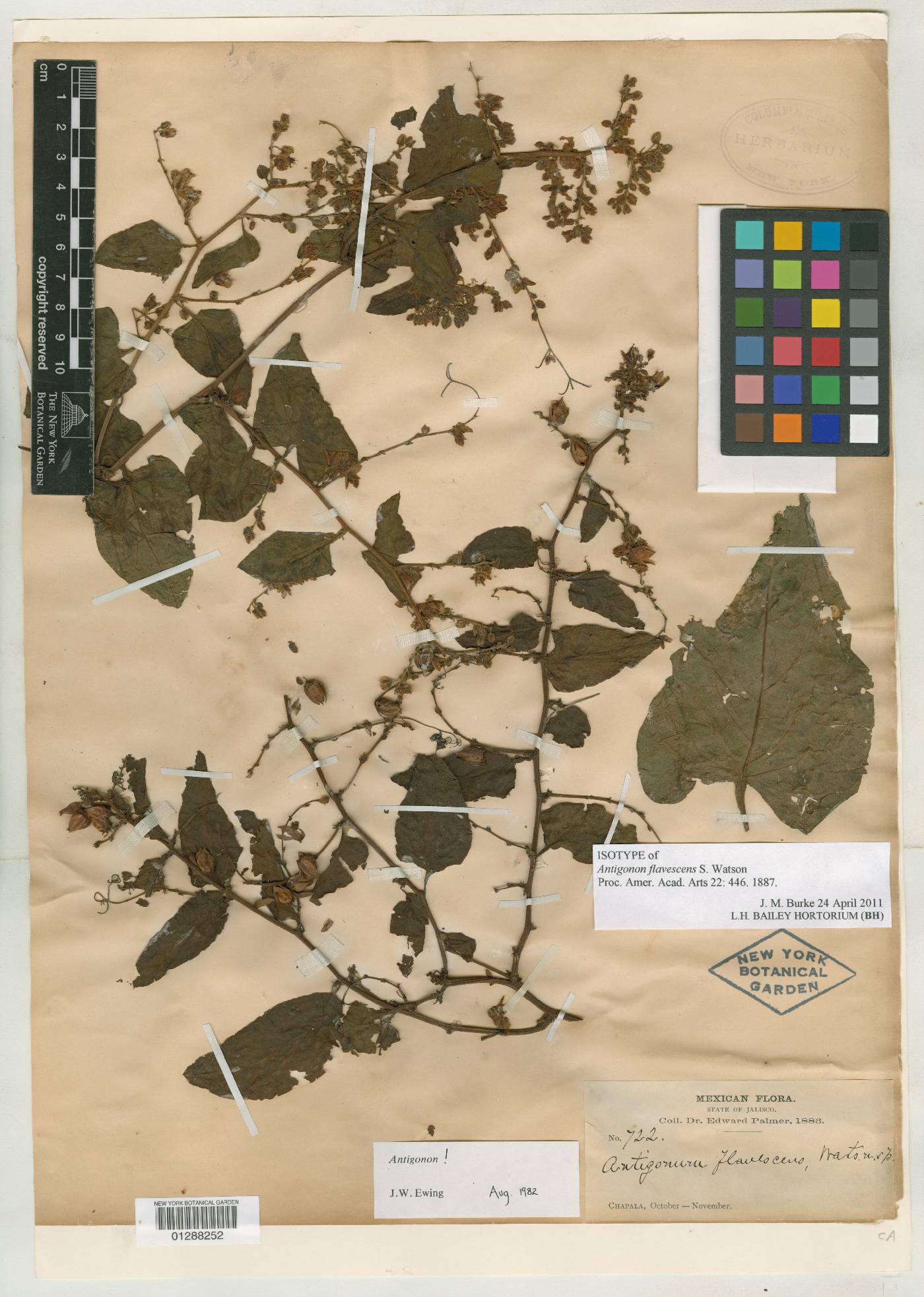 Antigonon flavescens image