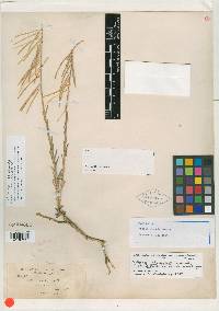 Arabis holboellii var. retrofracta image