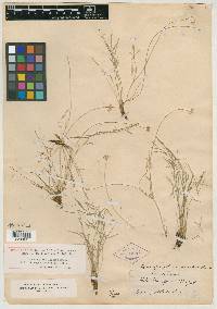 Aletes tenuifolia image