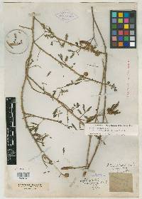 Media resource of Schrankia confusa