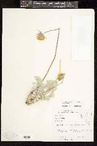 Enceliopsis nudicaulis var. nudicaulis image