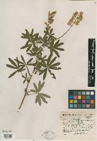 Lupinus elegans image