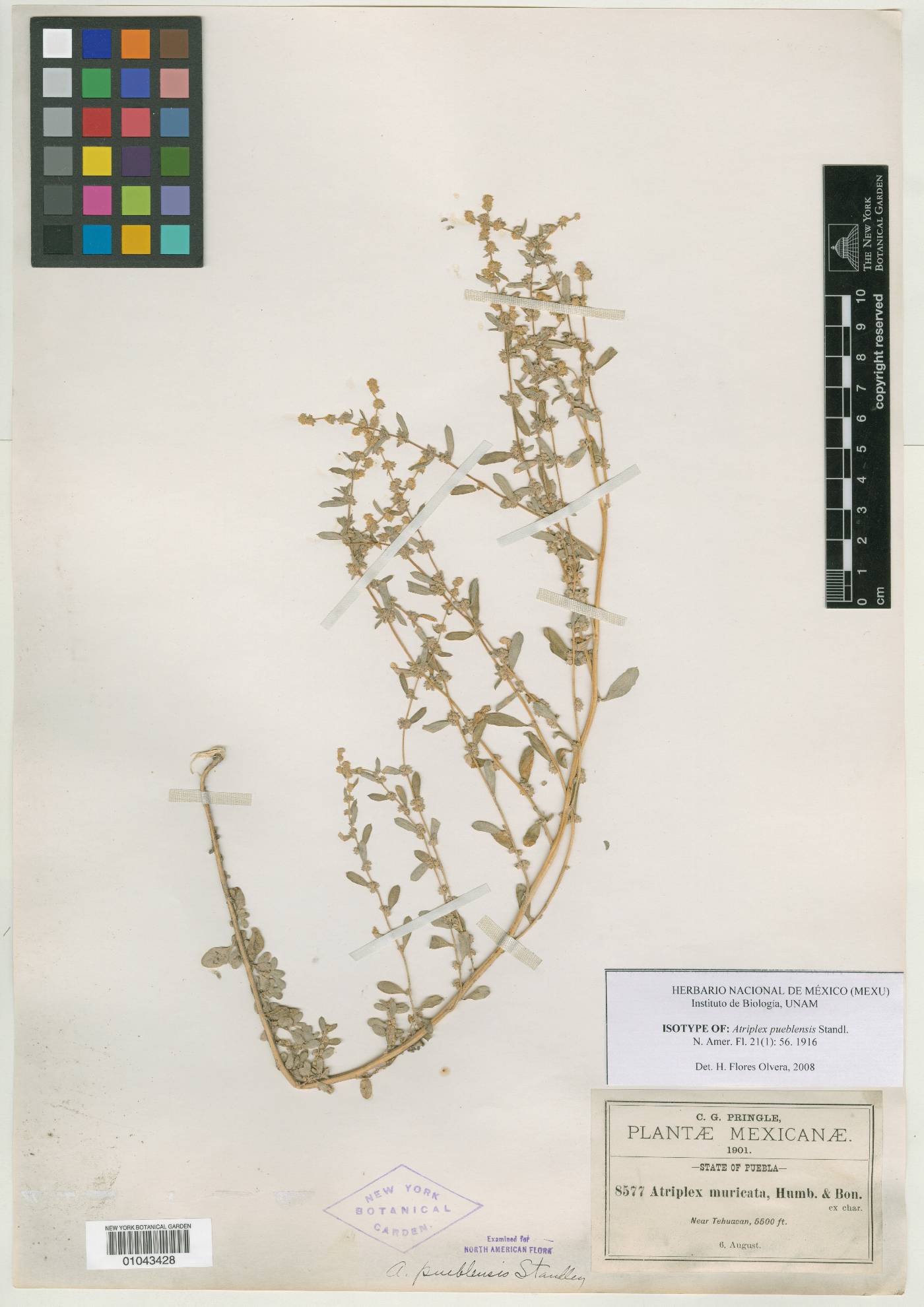 Atriplex pueblensis image