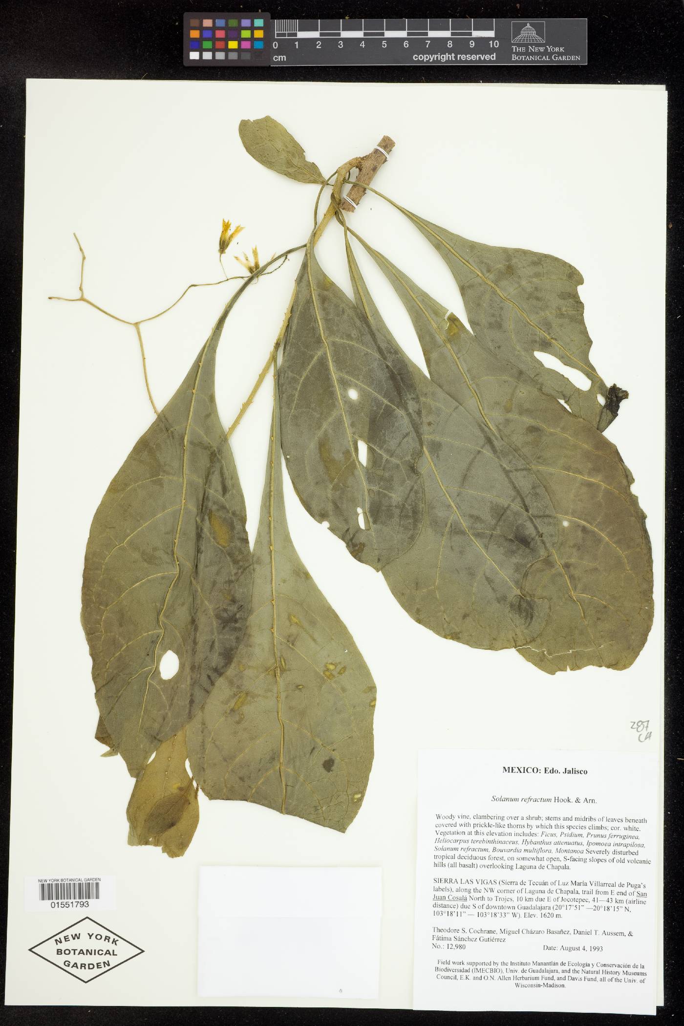 Solanum bicorne image