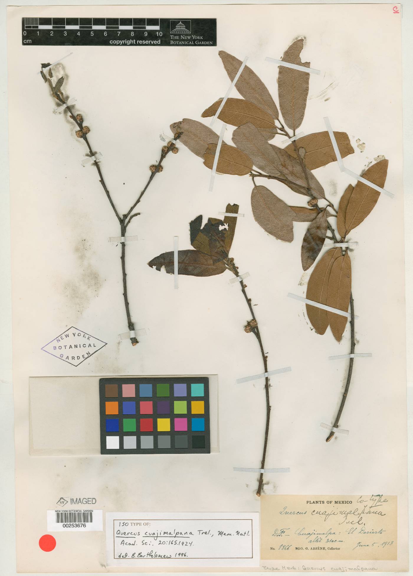 Quercus crassipes image