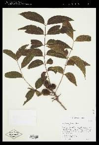 Carya illinoinensis image