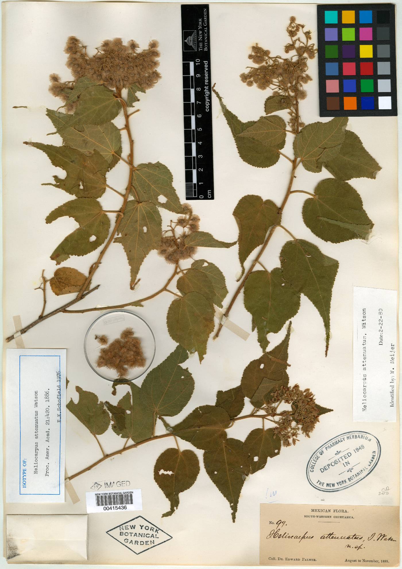 Heliocarpus attenuatus image