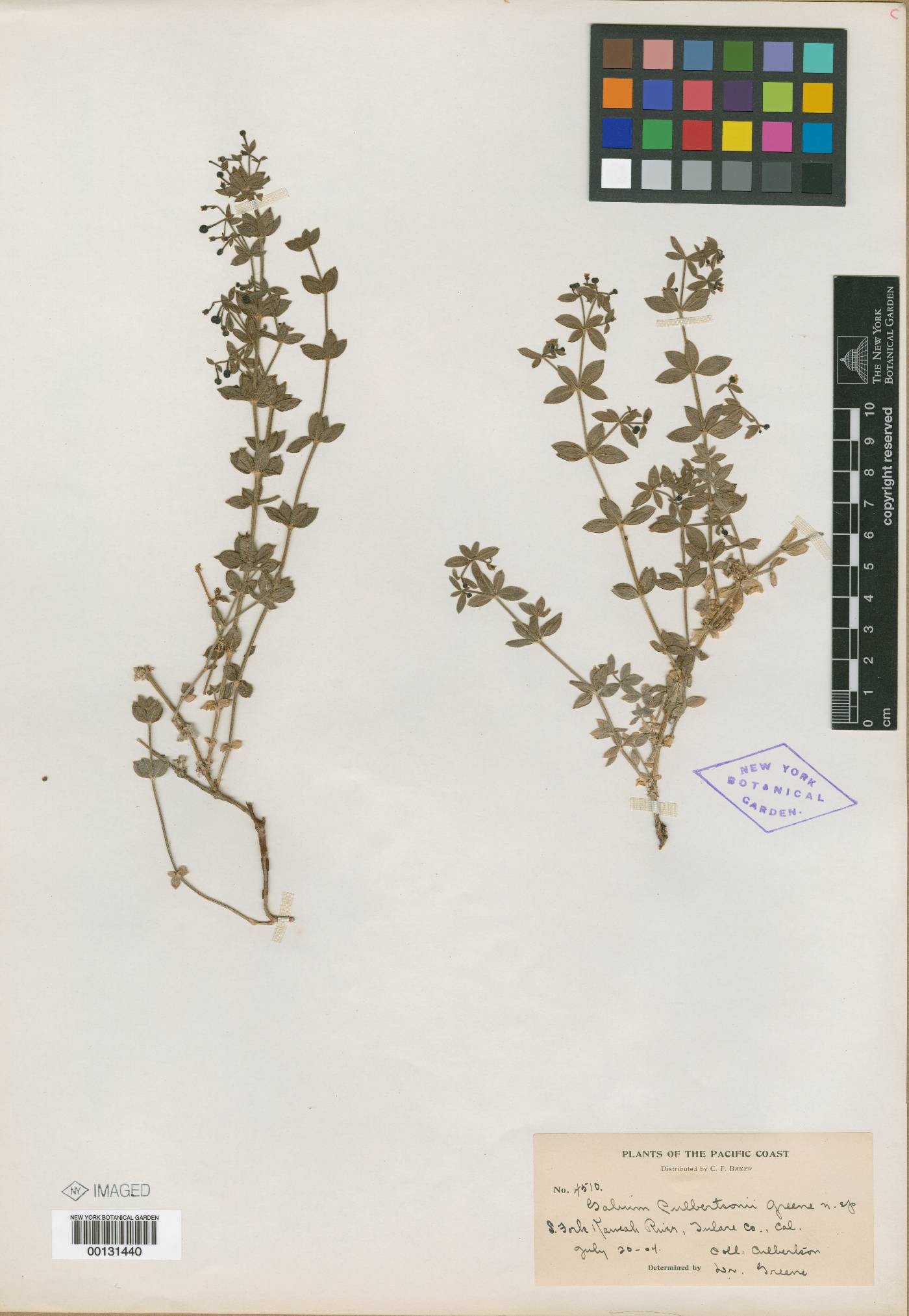 Galium culbertsonii image