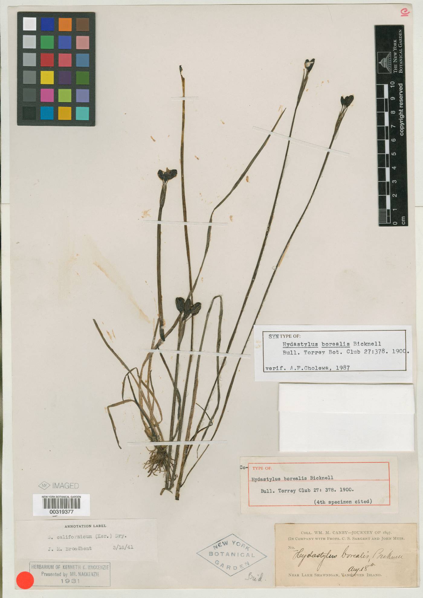 Hydastylus borealis image