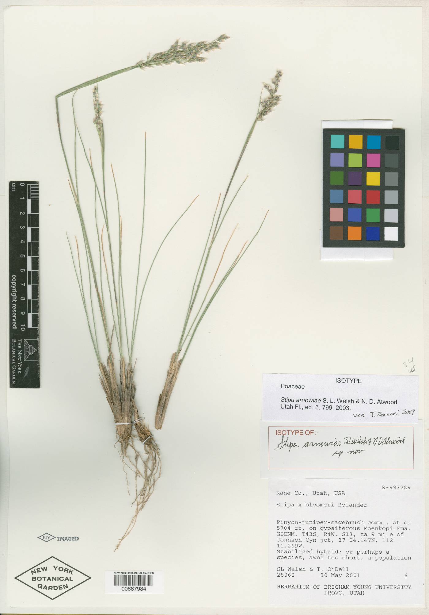 Stipa arnowiae image