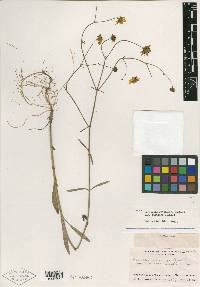 Coreopsis oniscicarpa image