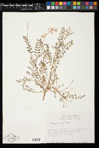 Astragalus gentryi image