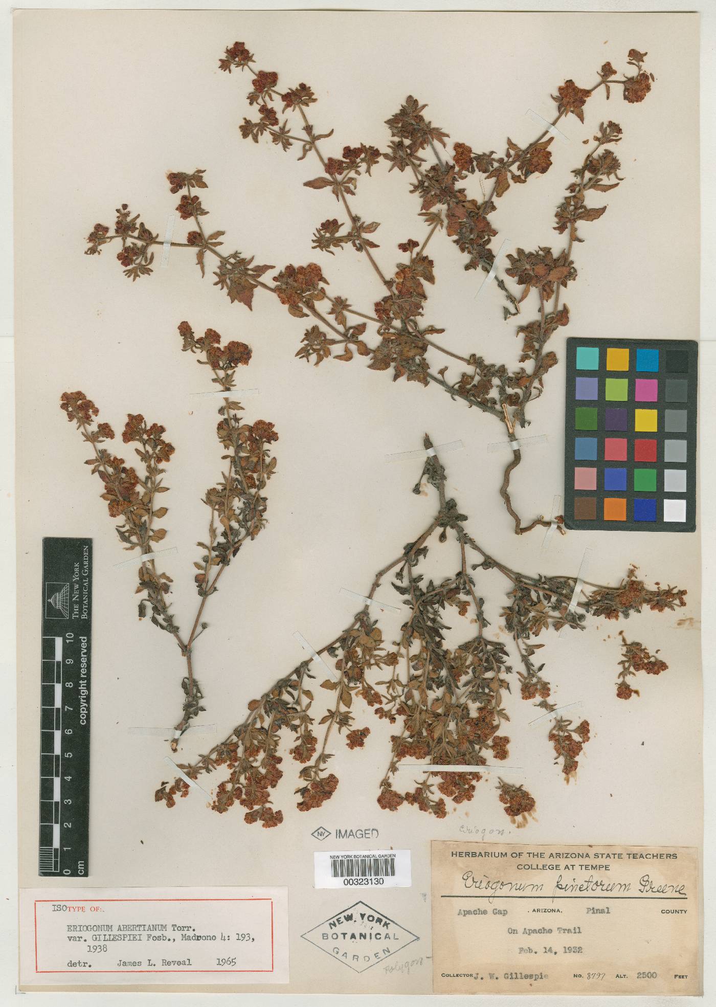 Eriogonum abertianum var. abertianum image