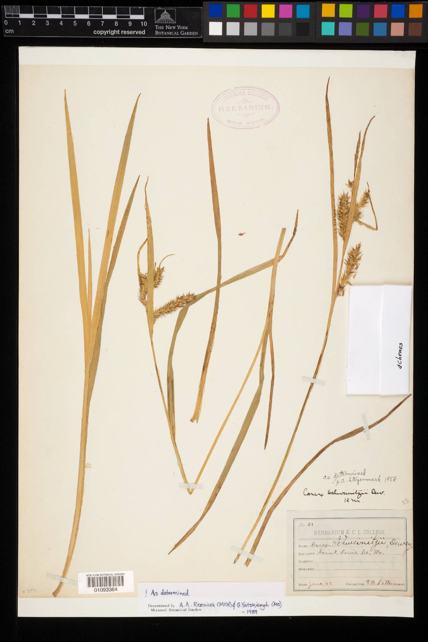 Carex schweinitzii image