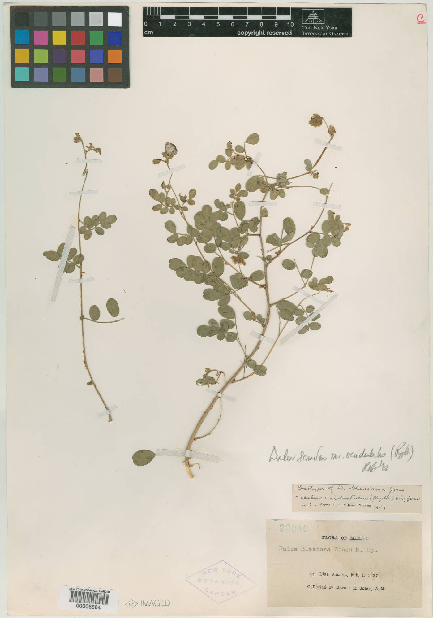 Dalea scandens var. occidentalis image