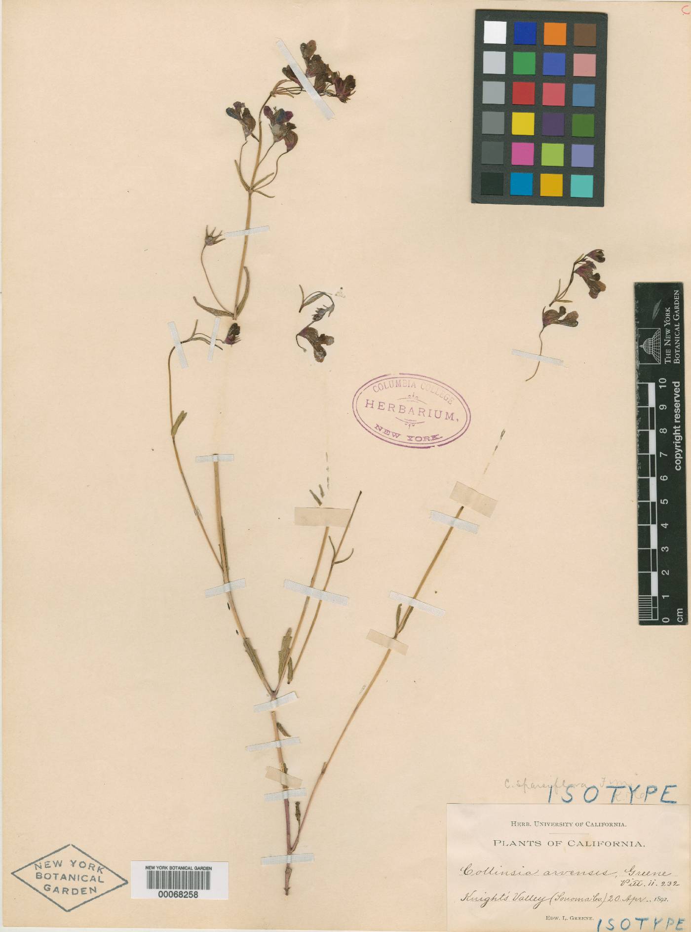 Collinsia arvensis image