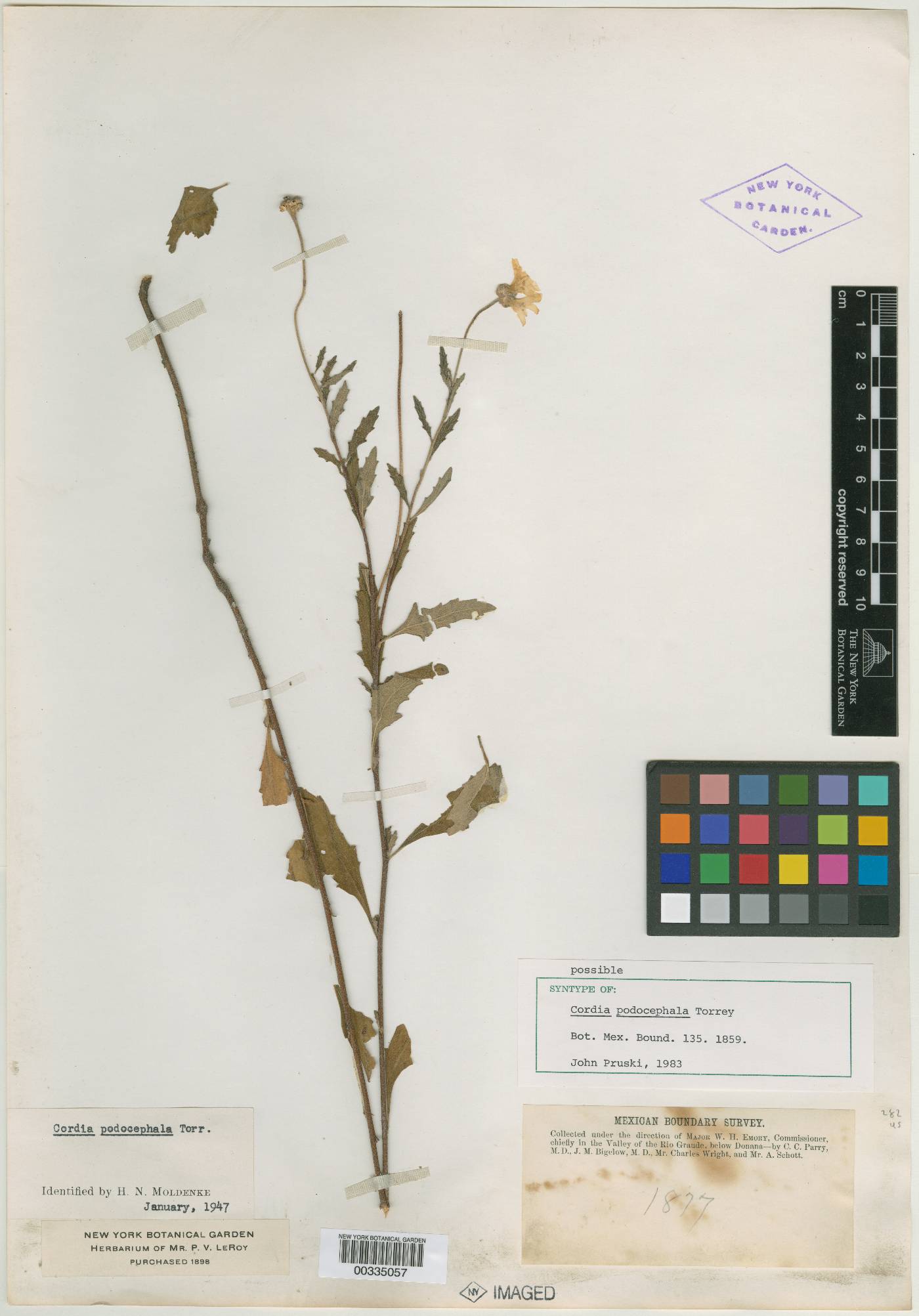 Cordia podocephala image